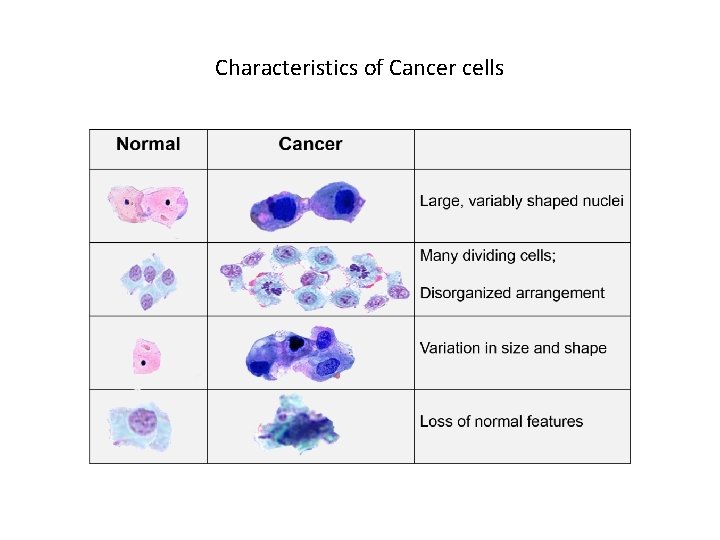 Characteristics of Cancer cells 