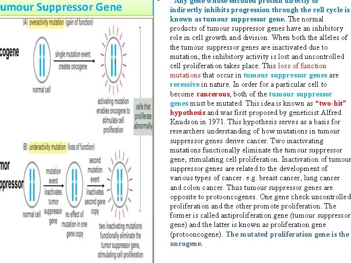 umour Suppressor Gene • . Any gene whose encoded protein directly or indirectly inhibits