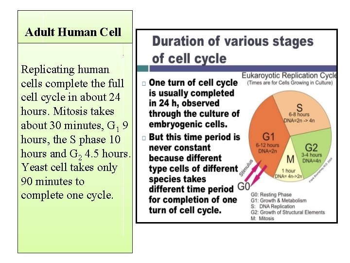 Adult Human Cell Replicating human cells complete the full cell cycle in about 24