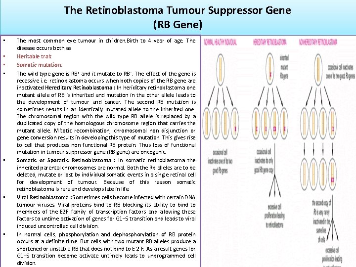 The Retinoblastoma Tumour Suppressor Gene (RB Gene) • • The most common eye tumour