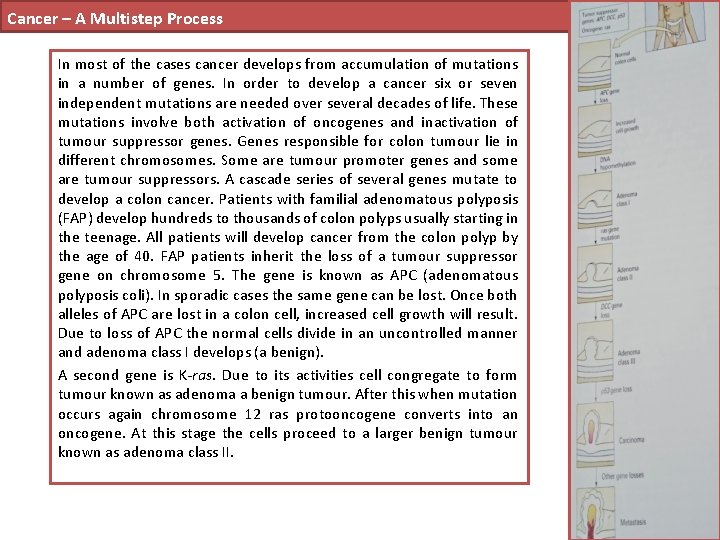 Cancer – A Multistep Process In most of the cases cancer develops from accumulation