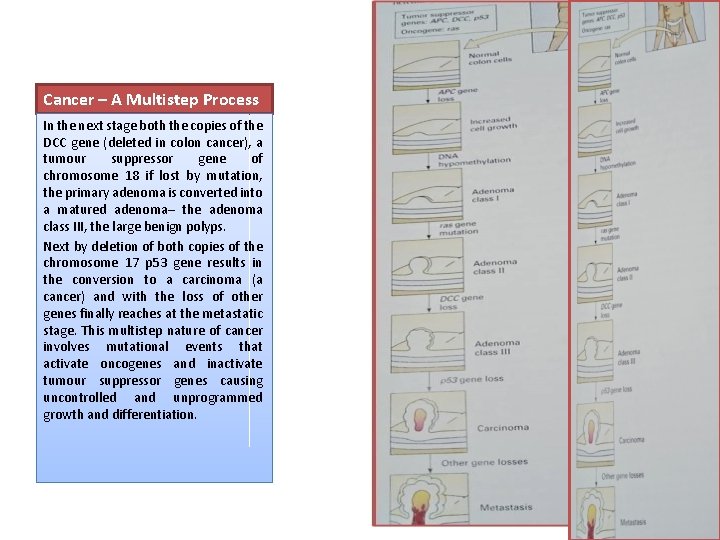 Cancer – A Multistep Process In the next stage both the copies of the