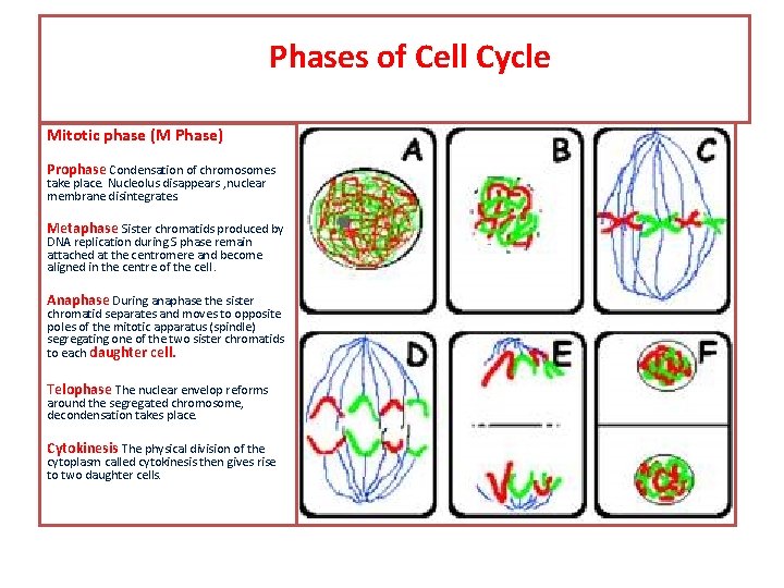 Phases of Cell Cycle Mitotic phase (M Phase) Prophase Condensation of chromosomes take place.