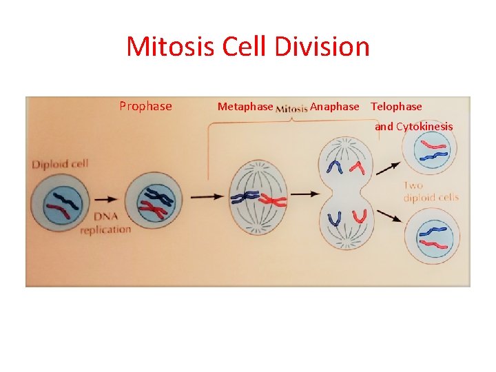 Mitosis Cell Division Prophase Metaphase Anaphase Telophase and Cytokinesis 