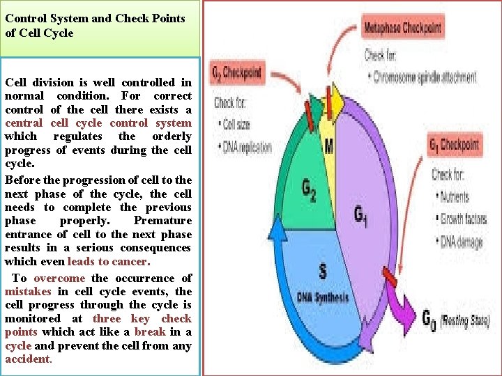 Control System and Check Points of Cell Cycle Cell division is well controlled in