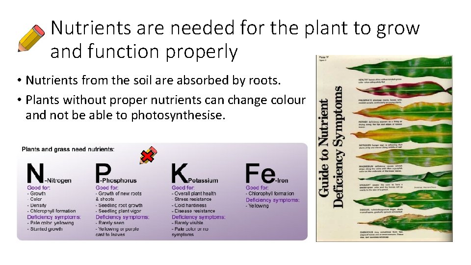 Nutrients are needed for the plant to grow and function properly • Nutrients from