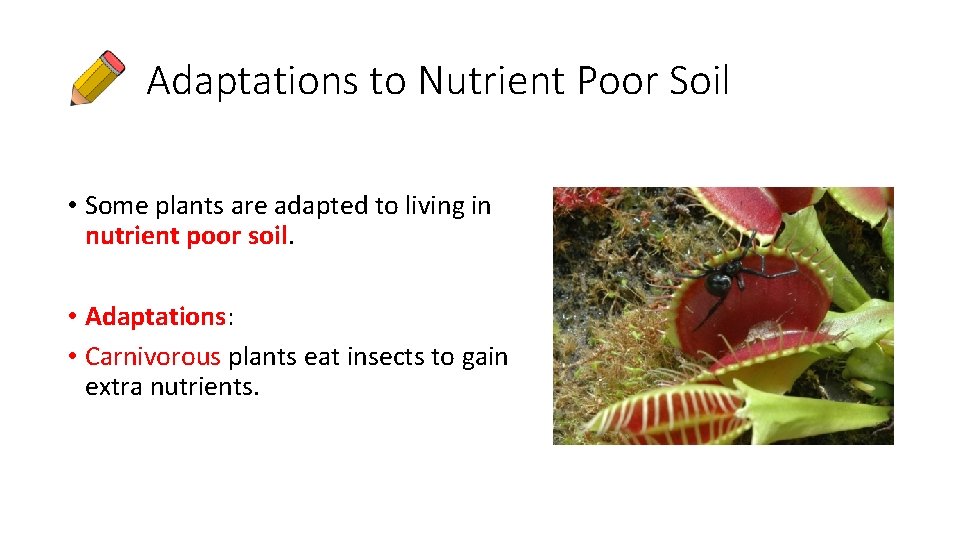 Adaptations to Nutrient Poor Soil • Some plants are adapted to living in nutrient