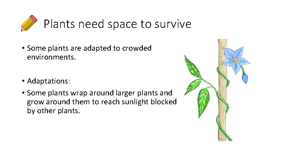 Plants need space to survive • Some plants are adapted to crowded environments. •