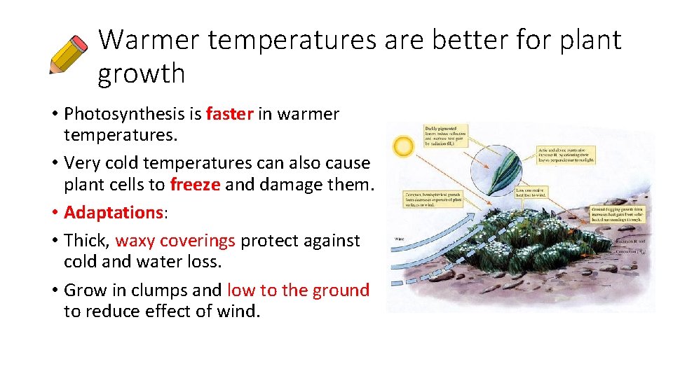 Warmer temperatures are better for plant growth • Photosynthesis is faster in warmer temperatures.