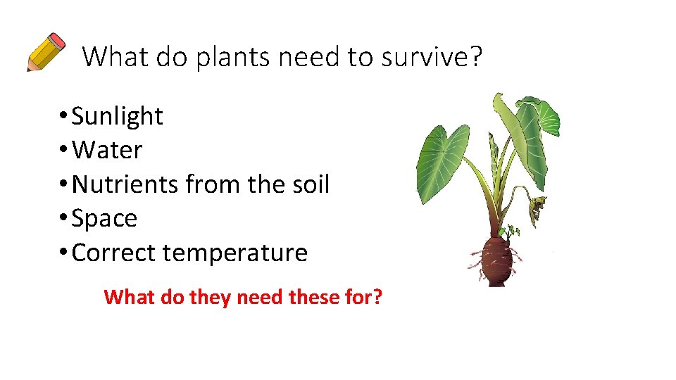 What do plants need to survive? • Sunlight • Water • Nutrients from the