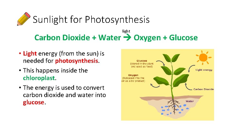 Sunlight for Photosynthesis light Carbon Dioxide + Water Oxygen + Glucose • Light energy