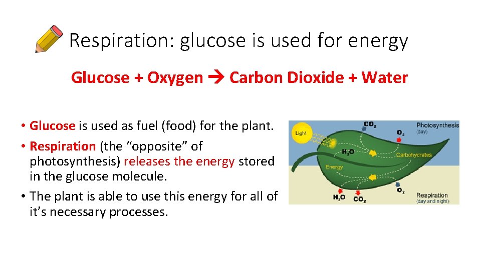 Respiration: glucose is used for energy Glucose + Oxygen Carbon Dioxide + Water •