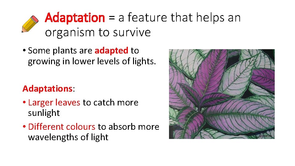 Adaptation = a feature that helps an organism to survive • Some plants are