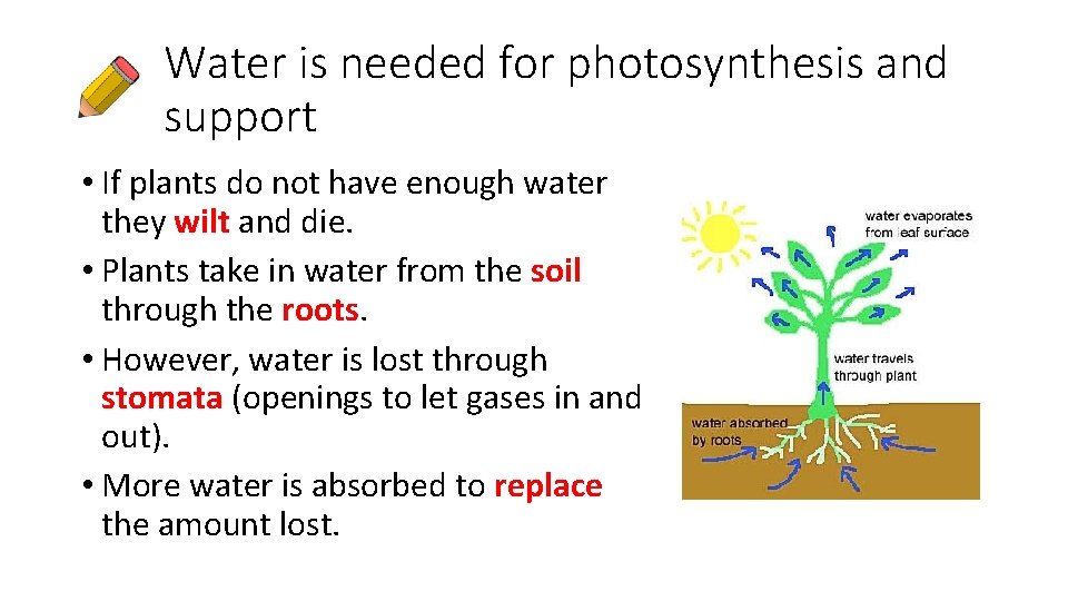 Water is needed for photosynthesis and support • If plants do not have enough