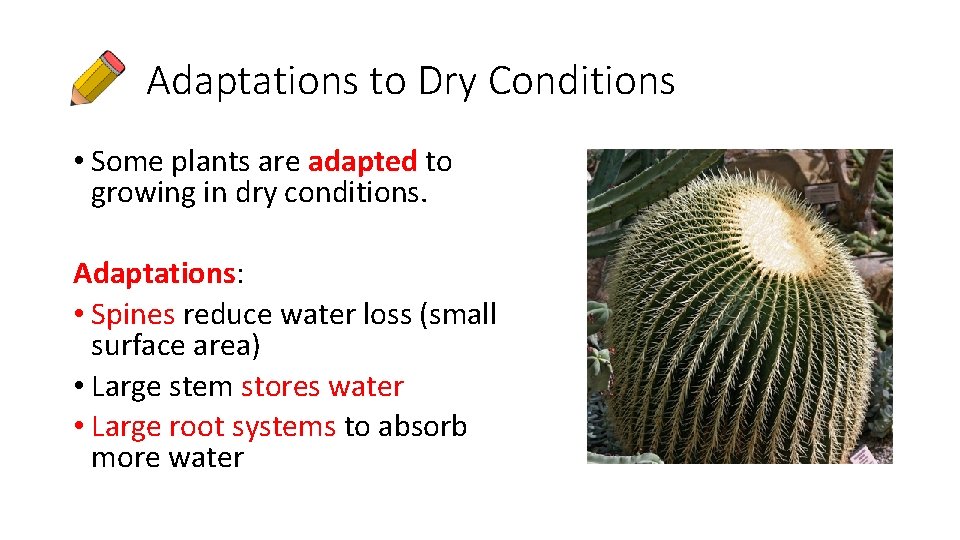 Adaptations to Dry Conditions • Some plants are adapted to growing in dry conditions.