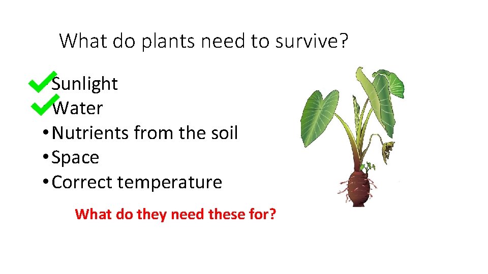 What do plants need to survive? • Sunlight • Water • Nutrients from the