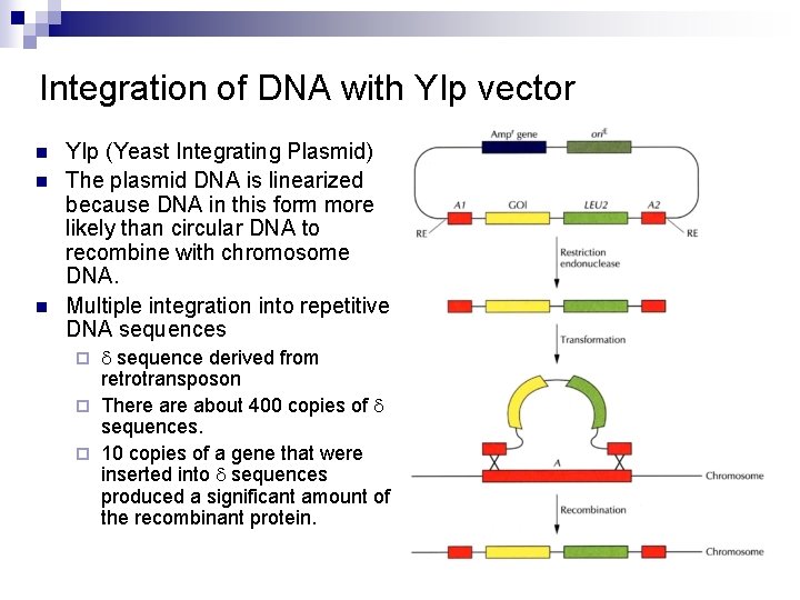 Integration of DNA with YIp vector n n n YIp (Yeast Integrating Plasmid) The