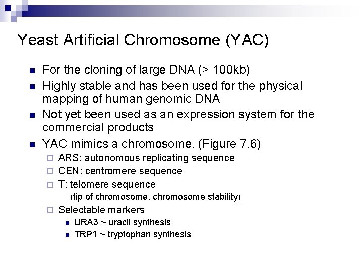 Yeast Artificial Chromosome (YAC) n n For the cloning of large DNA (> 100