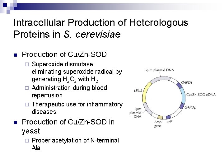 Intracellular Production of Heterologous Proteins in S. cerevisiae n Production of Cu/Zn-SOD Superoxide dismutase