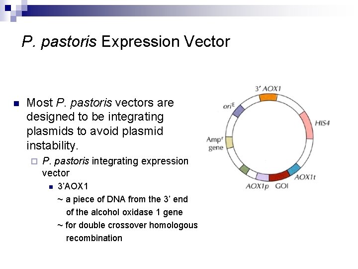 P. pastoris Expression Vector n Most P. pastoris vectors are designed to be integrating