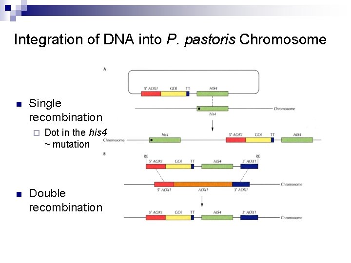 Integration of DNA into P. pastoris Chromosome n Single recombination ¨ n Dot in