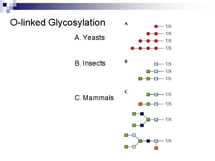 O-linked Glycosylation A. Yeasts B. Insects C. Mammals 