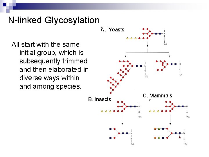 N-linked Glycosylation A. Yeasts All start with the same initial group, which is subsequently