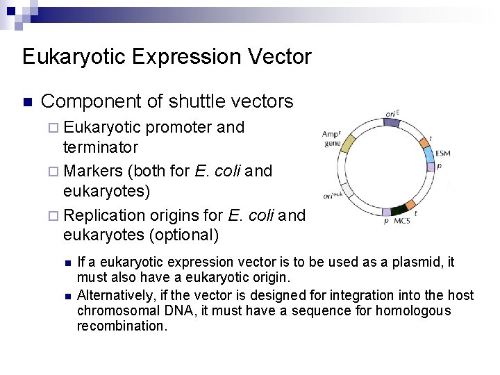 Eukaryotic Expression Vector n Component of shuttle vectors ¨ Eukaryotic promoter and terminator ¨