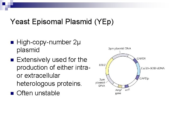 Yeast Episomal Plasmid (YEp) n n n High-copy-number 2μ plasmid Extensively used for the