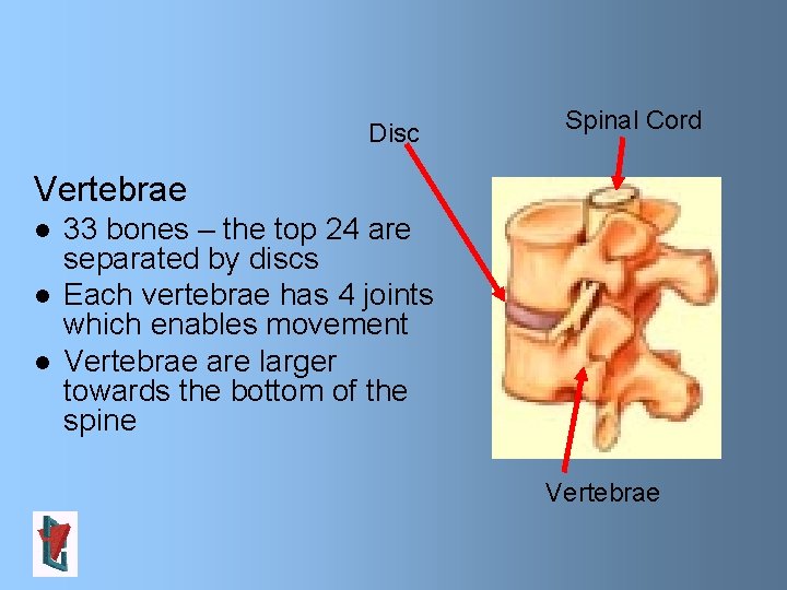 Disc Spinal Cord Vertebrae l l l 33 bones – the top 24 are Disc Spinal Cord Vertebrae l l l 33 bones – the top 24 are