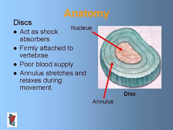 Discs l l Anatomy Nucleus Act as shock absorbers Firmly attached to vertebrae Poor