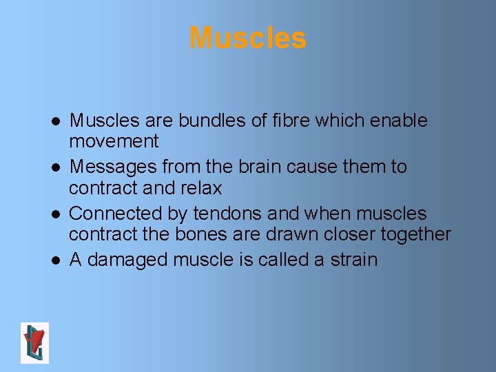 Muscles l l Muscles are bundles of fibre which enable movement Messages from the