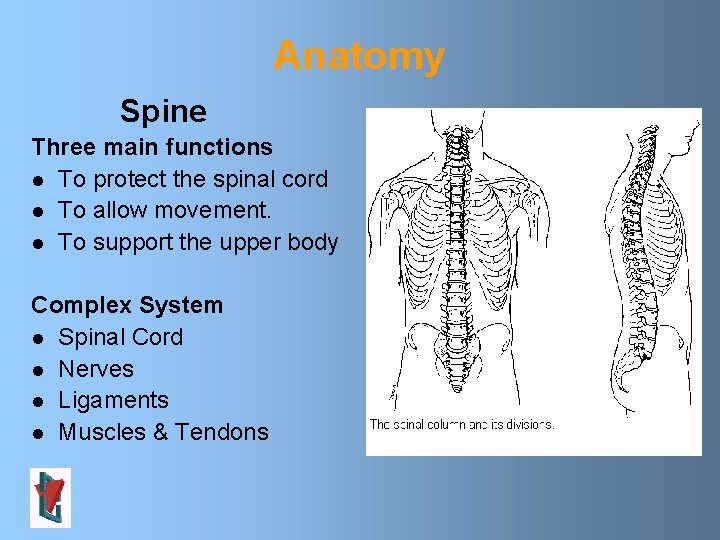 Anatomy Spine Three main functions l To protect the spinal cord l To allow