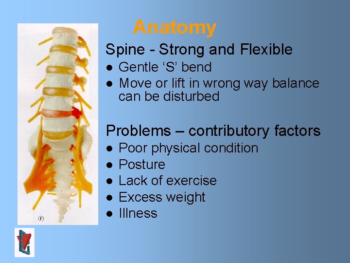 Anatomy Spine - Strong and Flexible l l Gentle ‘S’ bend Move or lift