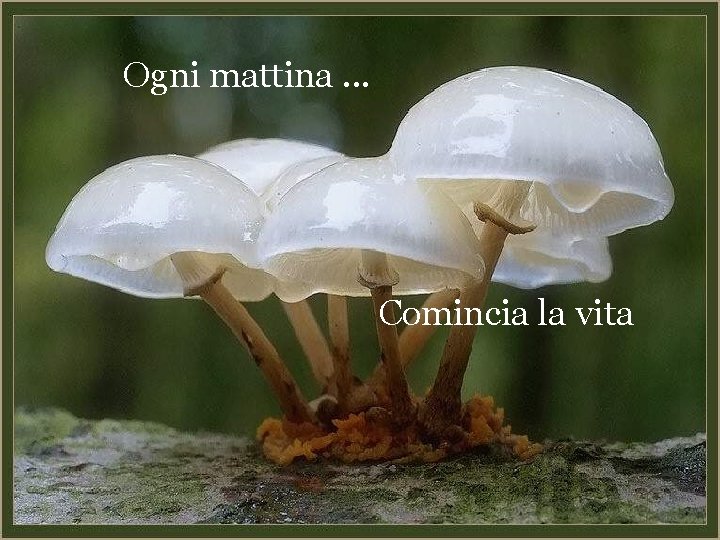 Ogni mattina. . . Comincia la vita 