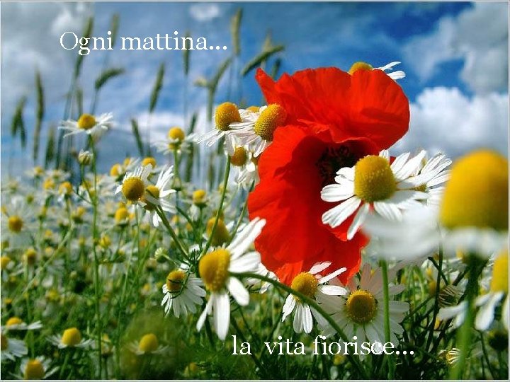 Ogni mattina. . . la vita fiorisce. . . 