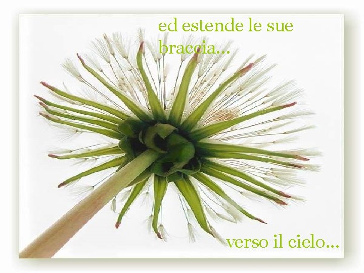 ed estende le sue braccia. . . verso il cielo. . . 