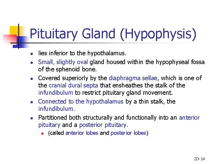 Pituitary Gland (Hypophysis) n n n lies inferior to the hypothalamus. Small, slightly oval