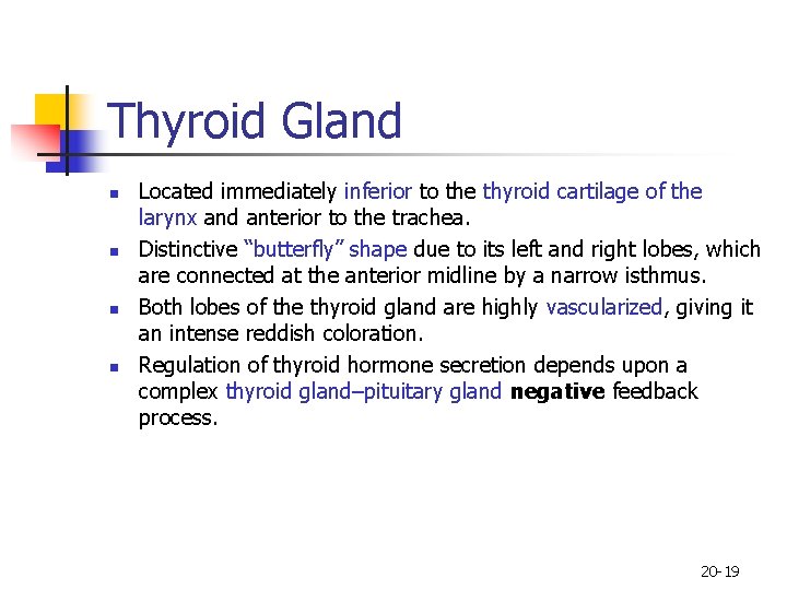 Thyroid Gland n n Located immediately inferior to the thyroid cartilage of the larynx