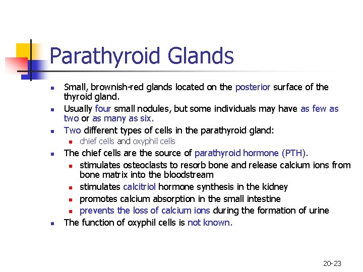 Parathyroid Glands n n n Small, brownish-red glands located on the posterior surface of