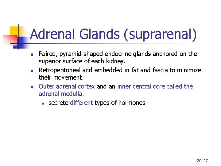 Adrenal Glands (suprarenal) n n n Paired, pyramid-shaped endocrine glands anchored on the superior