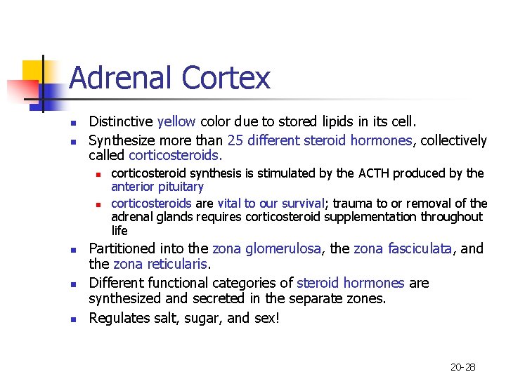 Adrenal Cortex n n Distinctive yellow color due to stored lipids in its cell.