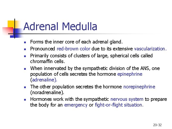 Adrenal Medulla n n n Forms the inner core of each adrenal gland. Pronounced