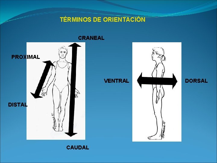 TÉRMINOS DE ORIENTACIÓN CRANEAL PROXIMAL VENTRAL DISTAL CAUDAL DORSAL 