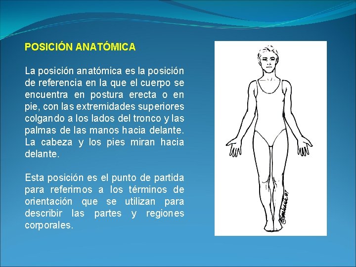 POSICIÓN ANATÓMICA La posición anatómica es la posición de referencia en la que el