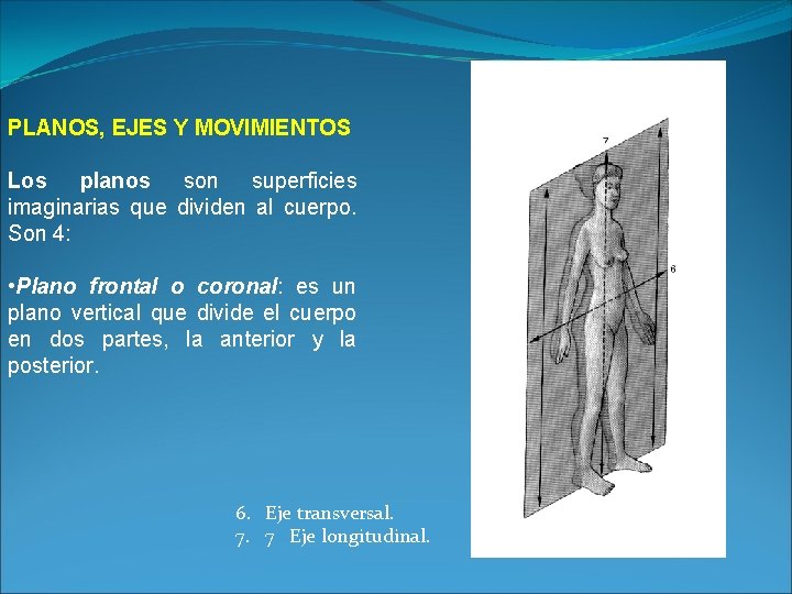 PLANOS, EJES Y MOVIMIENTOS Los planos son superficies imaginarias que dividen al cuerpo. Son