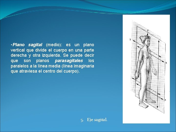  • Plano sagital (medio): es un plano vertical que divide el cuerpo en