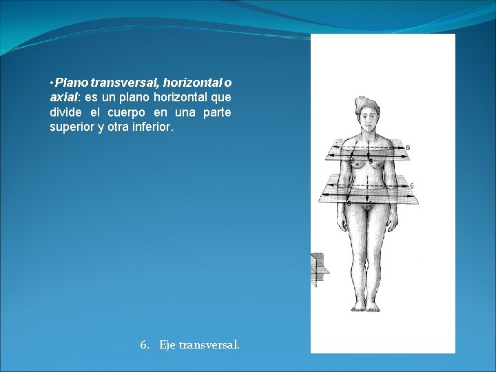  • Plano transversal, horizontal o axial: es un plano horizontal que divide el