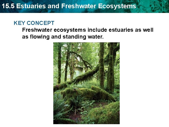 15. 5 Estuaries and Freshwater Ecosystems KEY CONCEPT Freshwater ecosystems include estuaries as well