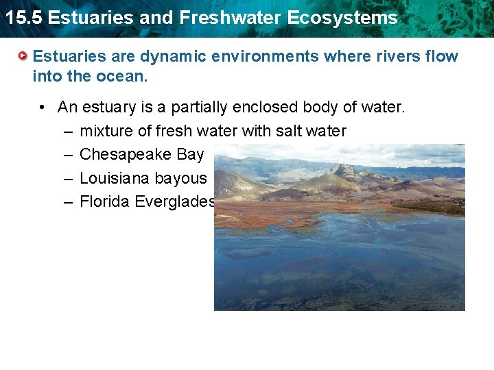 15. 5 Estuaries and Freshwater Ecosystems Estuaries are dynamic environments where rivers flow into